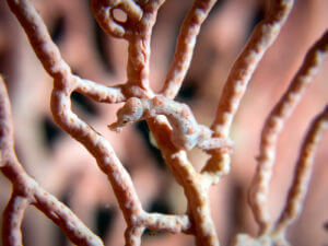 Pygmy seahorses