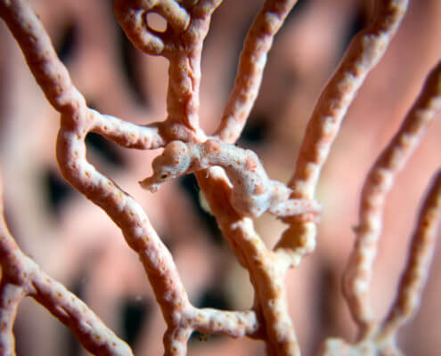 Pygmy seahorses